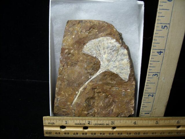 Fossil Ginkgo Leaf (121521g)
