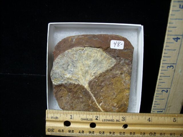 Fossil Ginkgo Leaf (121521j)