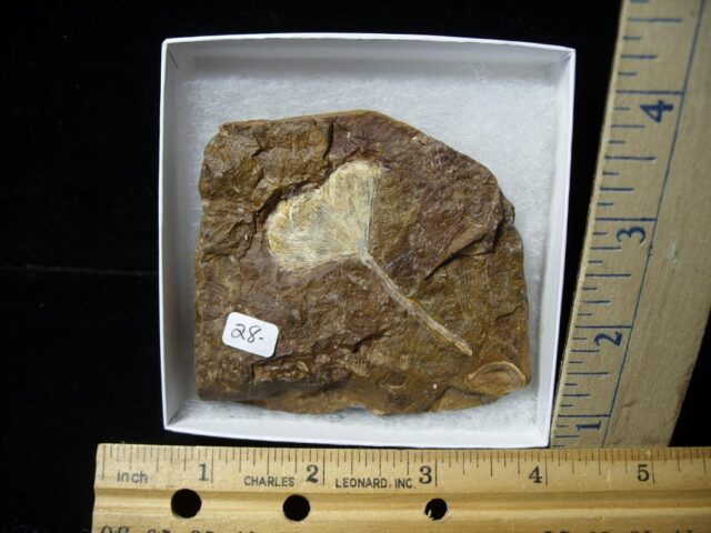 Fossil Ginkgo Leaf (121521k)