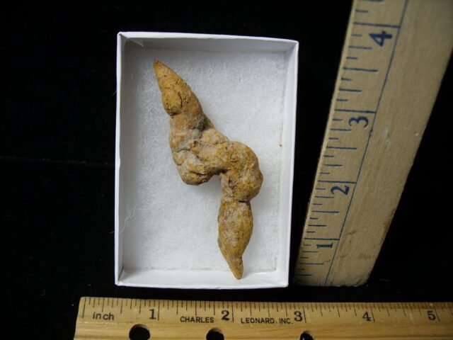 "Coprolite "Fossilized Dung Specimen (121621d)