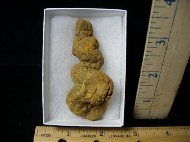 "Coprolite "Fossilized Dung Specimen (121621e)