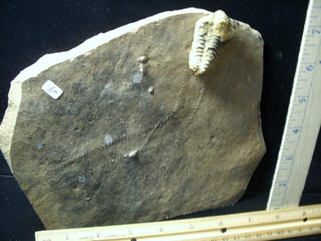 Fossilized Trilobite Tracks (121721a