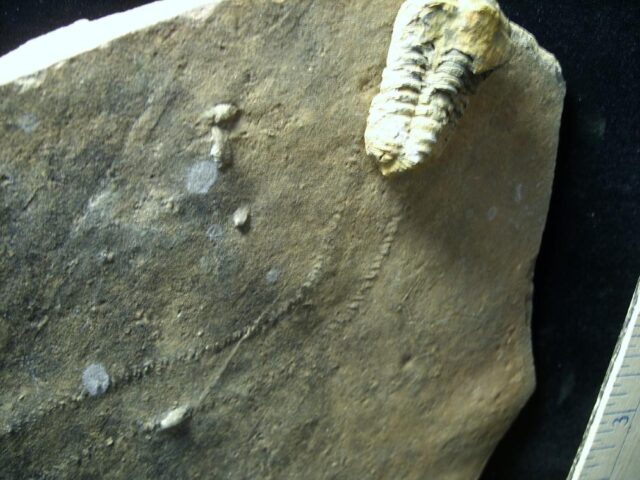 Fossilized Trilobite Tracks (121721a - Image 2
