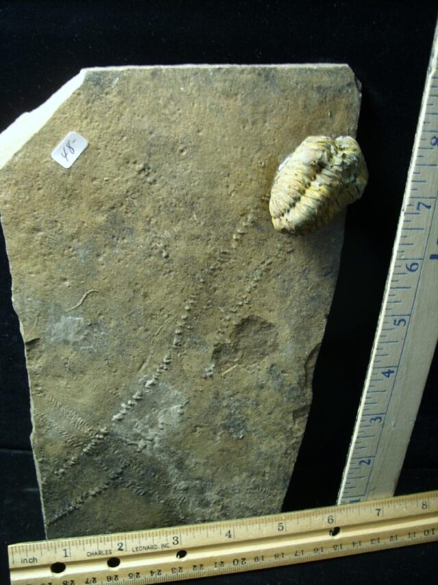 Fossilized Trilobite Tracks – Arthropod (121721b)