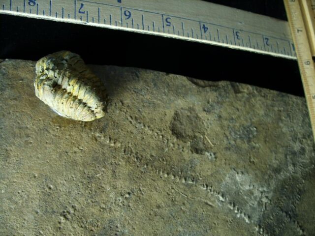 Fossilized Trilobite Tracks – Arthropod (121721b) - Image 2