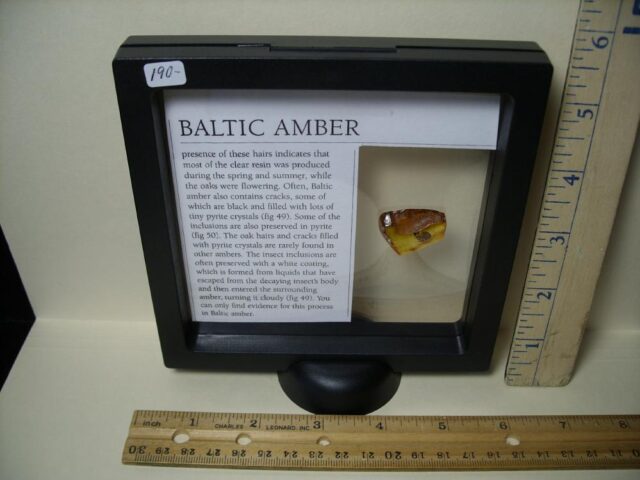 Baltic Amber Specimen with Spider  (121621k) - Image 3