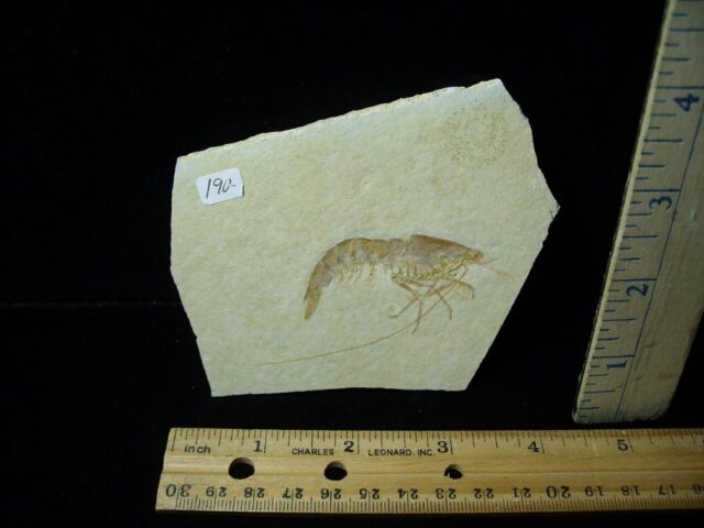 Fossil Shrimp Specimen (121721e)