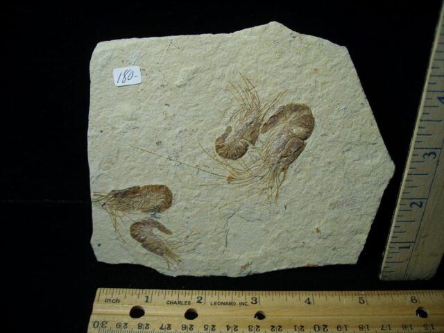 Articulated Fossil Shrimp  (121721g)