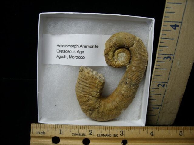Heteromorph Ammonite  (121721h)