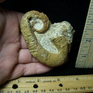 Heteromorph Ammonite  (121721j)