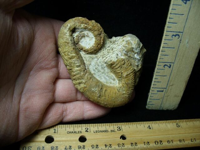 Heteromorph Ammonite  (121721j)