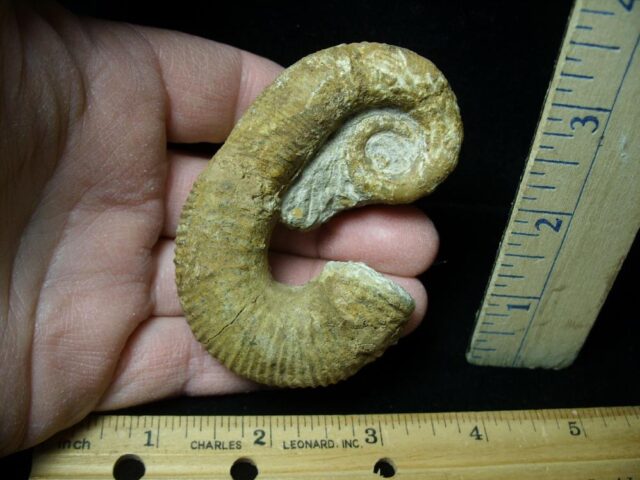 Heteromorph Ammonite  (121721k)