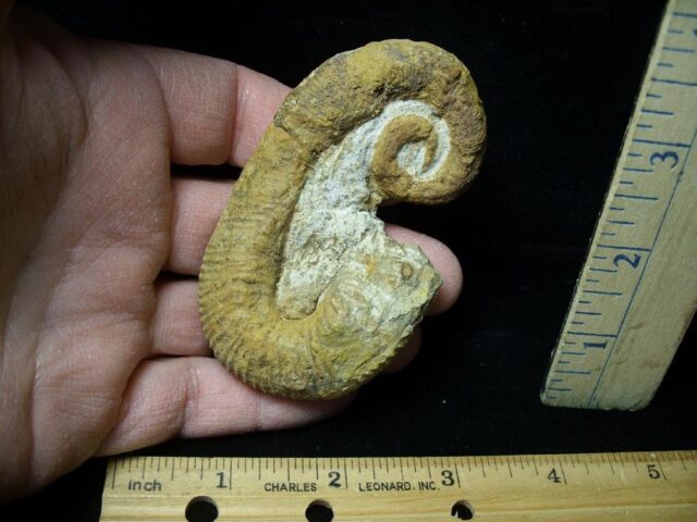 Heteromorph Ammonite  (121721n)