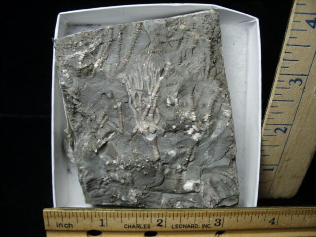 Canadian Fossil Crinoid  (121721p)