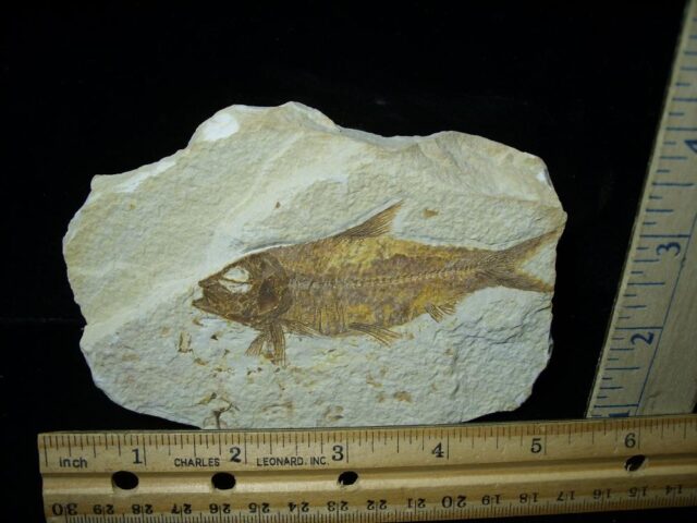 Fossilized “Green River” Fish (121921h)
