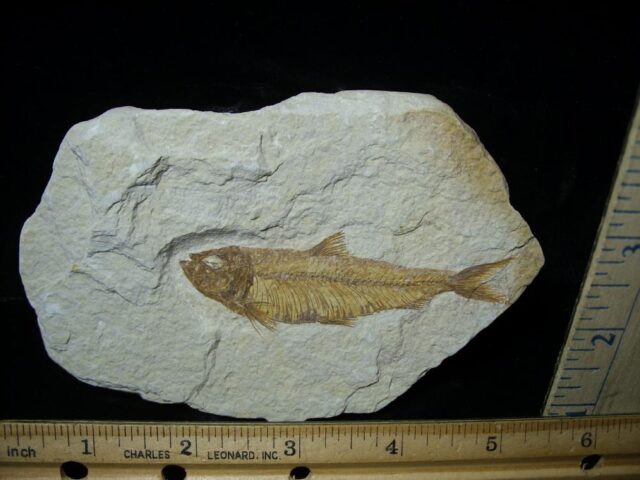 Fossilized “Green River” Fish (121921j)