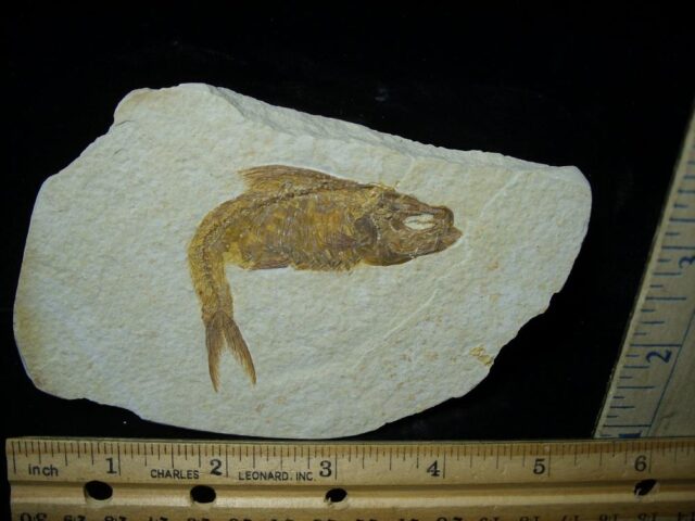 Fossilized “Green River” Fish (121921m)