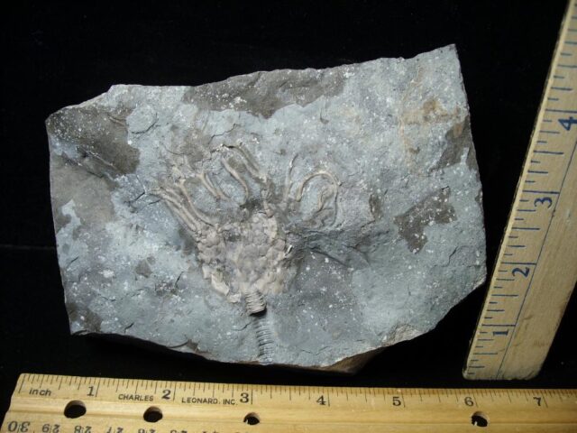Canadian Fossil Crinoid  (122021a)
