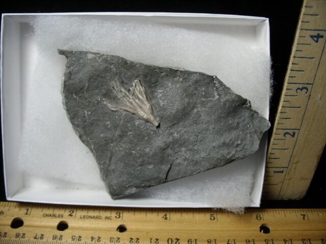 Canadian Fossil Crinoid  (122021b)