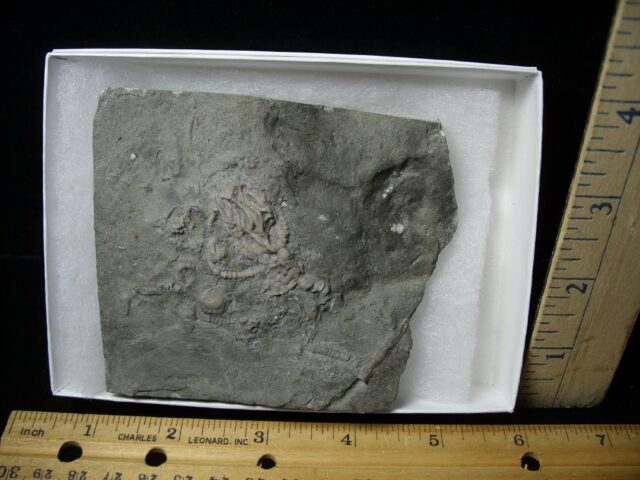 Canadian Fossil Crinoid  (122021c)