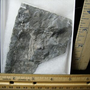 Canadian Fossil Crinoid  (122021e)