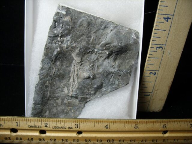 Canadian Fossil Crinoid  (122021e)