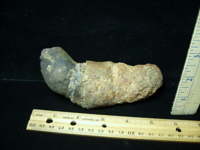 Carnivorous Mammal Coprolite (122621a)