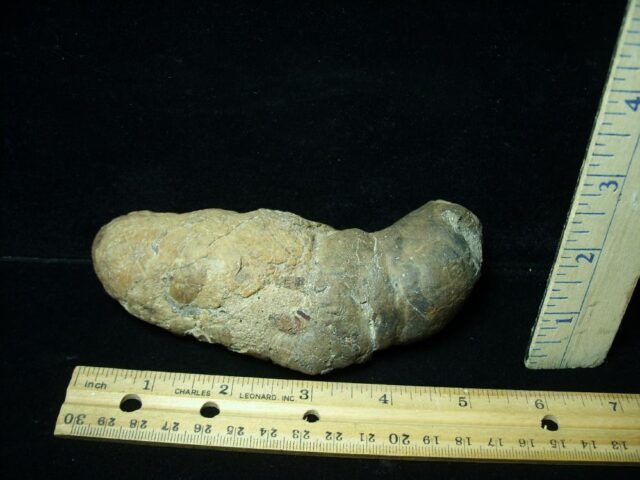 Carnivorous Mammal Coprolite (122621a) - Image 2