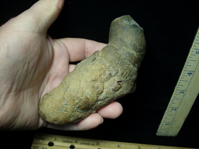 Carnivorous Mammal Coprolite (122621a) - Image 3