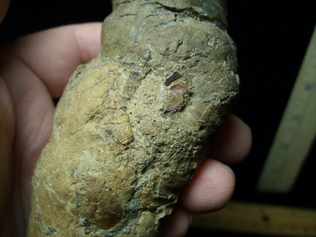Carnivorous Mammal Coprolite (122621a) - Image 4