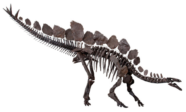Stegosaurus Dinosaur Tail Spike  (121021d) - Image 4