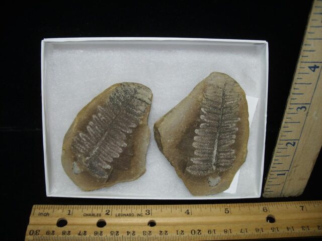 Mazon Creek Fern Fossil Nodule (122121h)