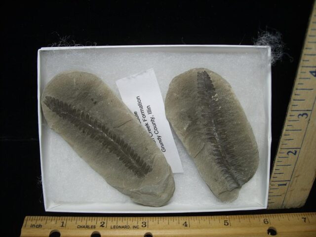 Mazon Creek Fern Fossil Nodule (122121m) 