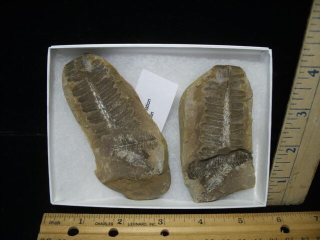 Mazon Creek Fern Fossil Nodule (122121n) 