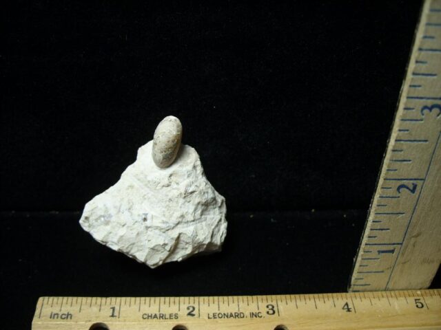 Fossilized Snake Egg (010722b)