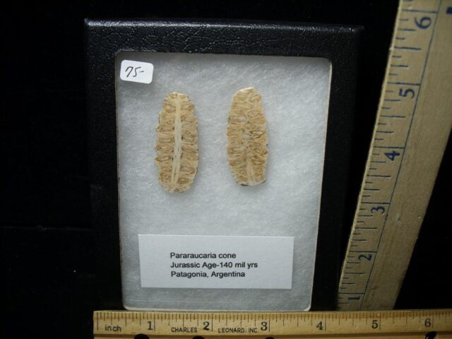 Araucaria Cone "Sliced" (010722c)