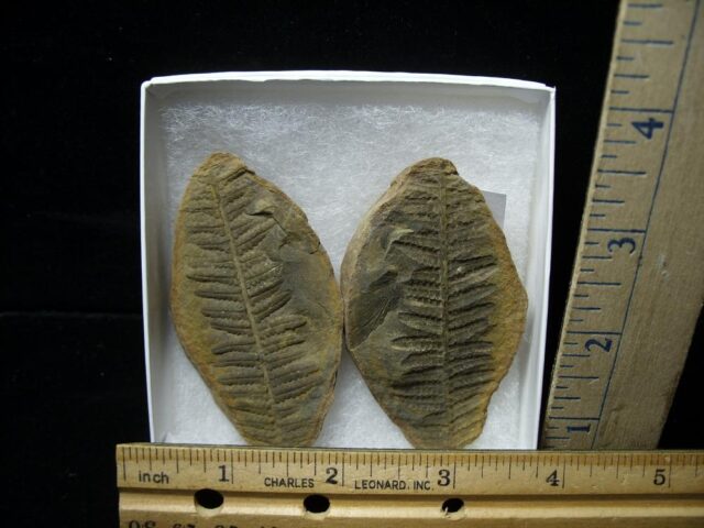 Mazon Creek Fern Fossil Nodule (010722e)