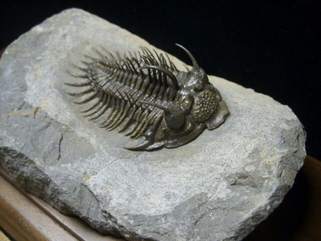 Comura Trilobite (090921m) - Image 3