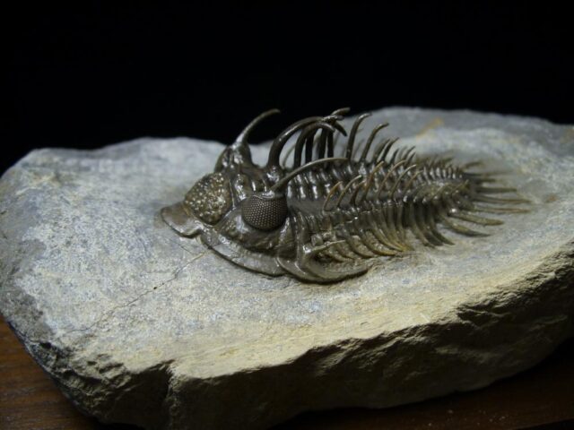 Comura Trilobite (090921m) - Image 4