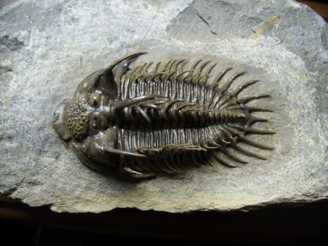Comura Trilobite (090921m) - Image 5