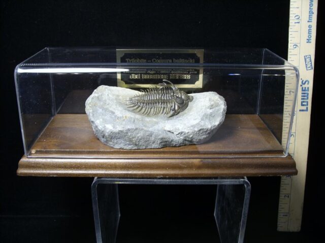 Comura Trilobite (090921m) - Image 6