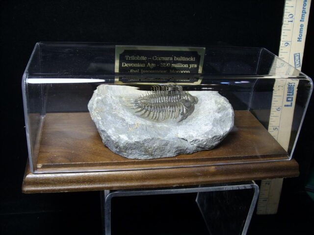 Comura Trilobite (090921m) - Image 7