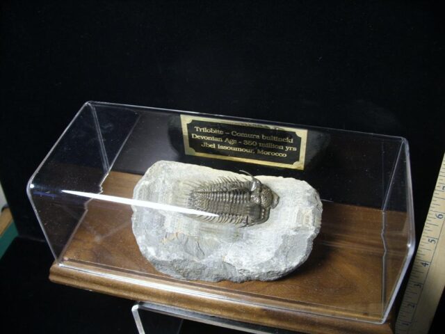 Comura Trilobite (090921m) - Image 8