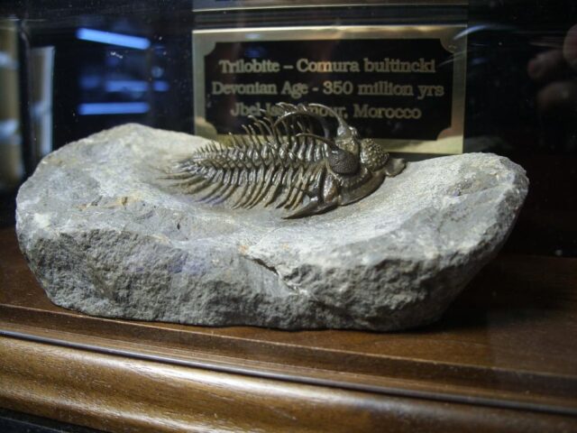 Comura Trilobite (090921m) - Image 9