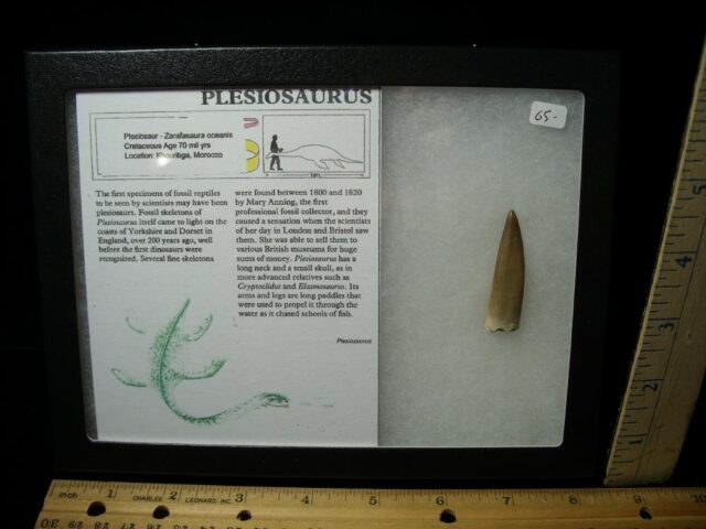 Plesiosaurus Dinosaur Tooth (011722b)