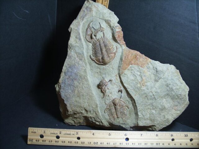 Rare Fossilized Trilobites – Foulonia (012222e)