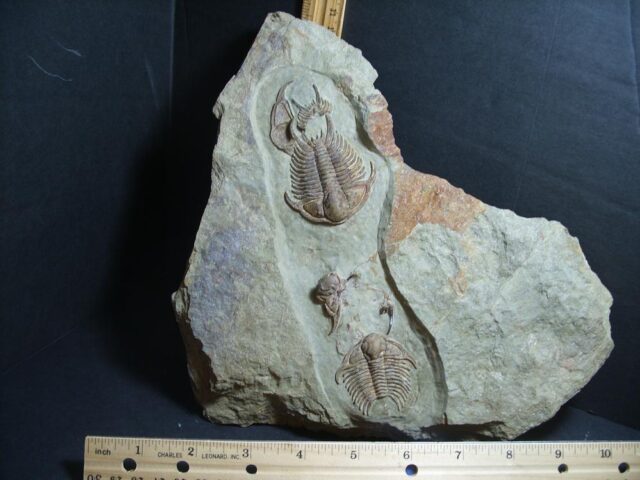 Rare Fossilized Trilobites – Foulonia (012222e) - Image 2