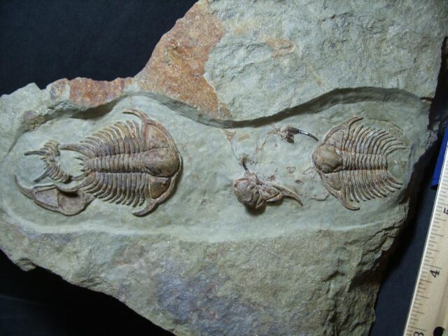 Rare Fossilized Trilobites – Foulonia (012222e) - Image 4