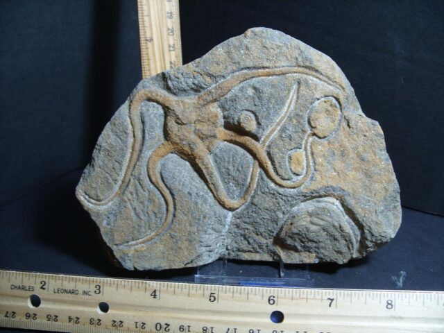 Fossilized Starfish on Matrix  (012322c)