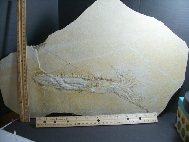 Large Fossilized Squid (012322j)...ON HOLD for JS  12/13/23
